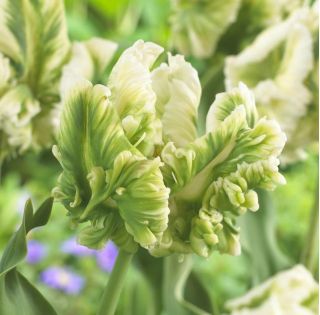 チューリップスーパーオウム - チューリップスーパーオウム -  5球根 - Tulipa Super Parrot