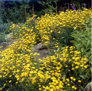 Cladanthus arabicus - Cladanthus arabicus - Golden-Yellow Blooms with a Sweet Fragrance - Fresh Seeds