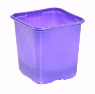 Macetero cuadrado 8x8 cm - violeta - 20 piezas - 