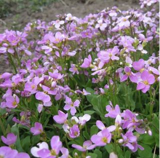 Semillas de Wall Rock Cress - Arabis alpina gr. rosea - 2350 semillas - Arabis alpina rosea
