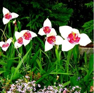 Tigridia, mešanica Tiger Flower - 10 žarnic