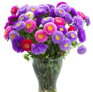 Prince Aster - 625 semen - Callistephus chinensis - semena