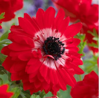 Anemone Guverner - 8 lukovica