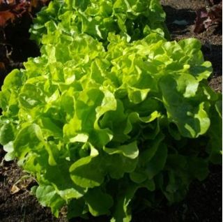 Leaf Lettuce - Dubáček - Fresh, Crisp, Long Harvesting - Fresh Seeds