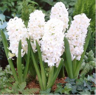 Hyacinthus Double Snow Crystal - Hyacinth Double Snow Crystal - 3 bulbs