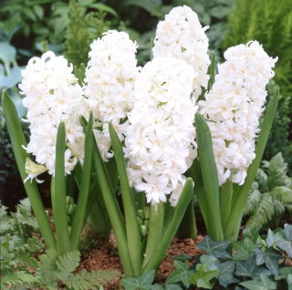 Hyacinth Snow Crystal - double-flowered - large package! - 30 pcs