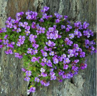 Biji Pink Rock Cress - Arabis alpina - 1410 biji - benih