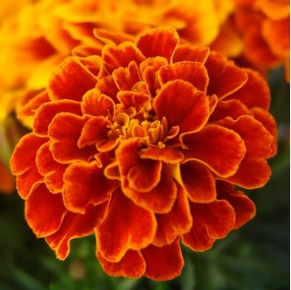 Kis büdöske - Bolero - 350 magok - Tagetes patula L.