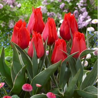 ดอกทิวลิปสีแดงเติบโตต่ำ - Greigii สีแดง - 5 ชิ้น - 