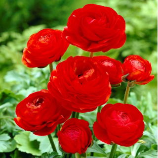 Жовтець, Жовтець Червоний - 10 цибулин - Ranunculus