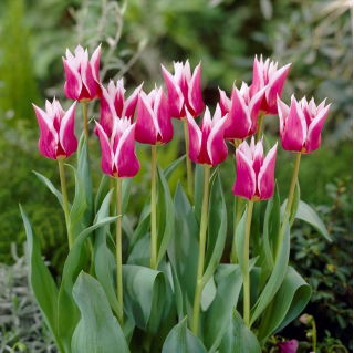 Tulipa Claudia - Tulip Claudia - 5 bulbs