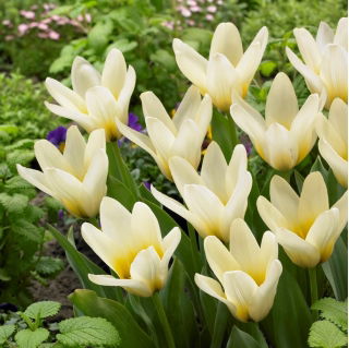 Tulipa Concerto - Tulip Concerto - 5 bulbs