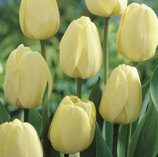 Tulip Ivory Floradale 5 st Pack