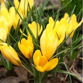 الزعفران الذهبي الأصفر - 10 البصلة - Crocus Golden Yellow