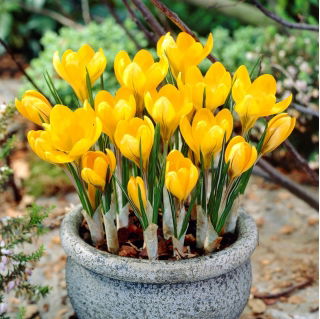 الزعفران الذهبي الأصفر - 10 البصلة - Crocus Golden Yellow