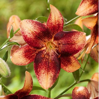 Lily "Chocolate Event"
