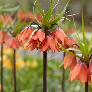 Couronne imperiale - Beethoven; fritillaire imperiale, couronne de Kaiser