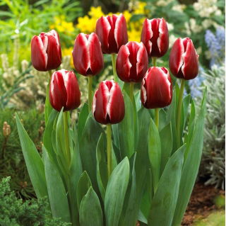 Tulpe 'Armani' - großes Paket - 50 Stück
