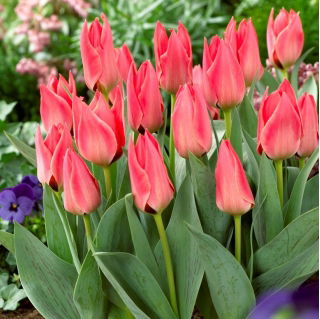 Low-growing tulip - Greigii pink - large package - 50 pcs