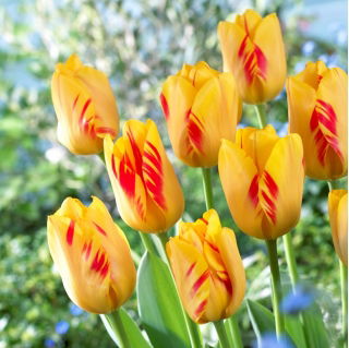 Tulip Olympic Flame - 5 pcs