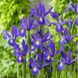 "Entdeckung" Holländische Iris - großes Paket! - 100 Zwiebeln