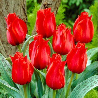 Tulipan Julius Cæsar - 5 stk.