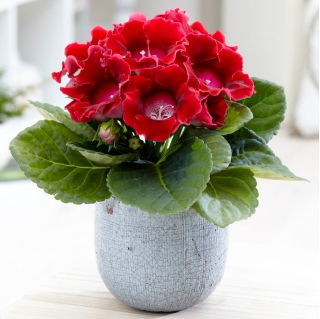 Defiance gloxinia a fleurs rouges - grand paquet ! - 10 pieces