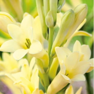 Super Gold/Strong Gold tuberosa Polianthes - fiori profumati giallo oro - confezione grande! - 10 pezzi