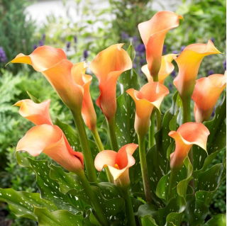 Crin arum „Cameleon”; crin, calla - pachet mare! - 10 buc.