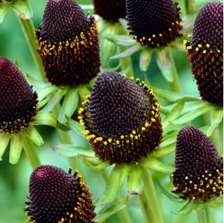 Green Wizard västerländsk strut (Rudbeckia occidentalis) - stort paket! - 10 st