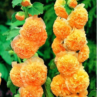Alcea, Hollyhocks Orange - nagy csomag! - 10 db.