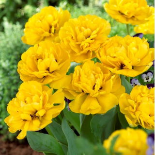 Gefüllte Tulpe "Yellow Pomponette" - XXXL-Packung 250 Stk - 