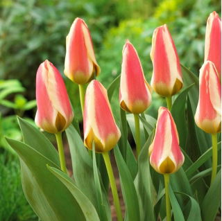 Tulipano Tarafa - Confezione XXXL 250 pz