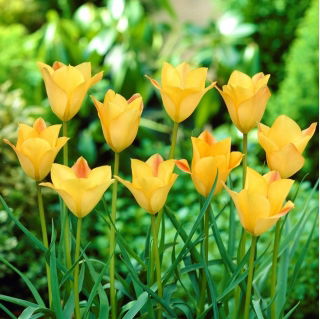Charm in Bronzo Tulipano Foglia di Lino, Tulipano Bokhara - XXXL conf. 250 pz