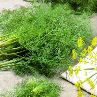Cucumber and dill seeds - selection of 4 varieties