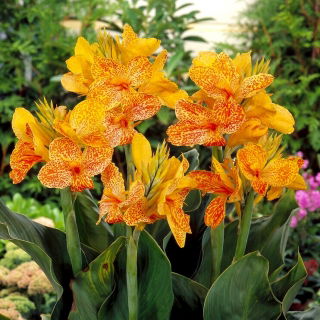 Canna - En Avant