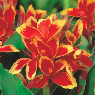 Canna - Lucifer