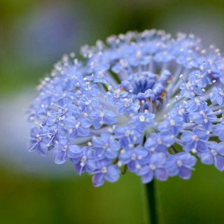 Graines de Didiscus Blue Lace - Didiscus caeruleus - 105 graines - Didiscus caeruleus syn. Trachelium caeruleum