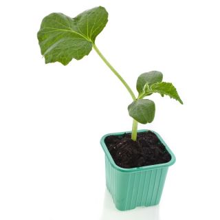 Vườn ươm vuông 8 x 8 cm xanh - 20 cái - 
