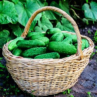 Okurka Parys semena - Cucumis sativus - 70 semen