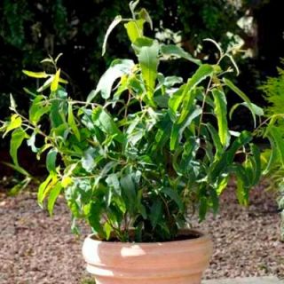 レモンユーカリ、レモン香料入りガムの種 -  Corymbia citriodora - Eucalyptus citriodora - シーズ