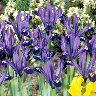 Våriris - Purple Gem - paket med 10 stycken - Iris reticulata