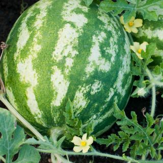 เมล็ดบิงโกแตงโม - Citrullus lanatus - 38 เมล็ด
