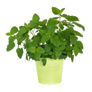 Mélisse officinale - Limonella - 1000 graines - Melissa officinalis