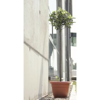 "Terra" utomhusväxt kruka ø 25 cm med en tefat - terrakotta-färgad - 