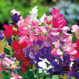 Semi di nano dolce pisello - Lathyrus odoratus - 24 semi