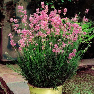 Rosa Lavendel - 1 Stück