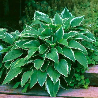 Funkiasläktet - Hosta Crispula