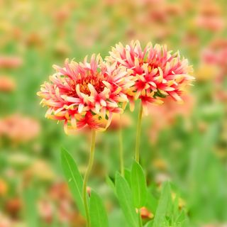 Kokardenblumen, Papageienblumen Samen - Gailardia pulchella - 250 Samen