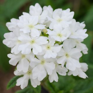 Biji Verbena putih - Verbena x hybrida - 120 biji
